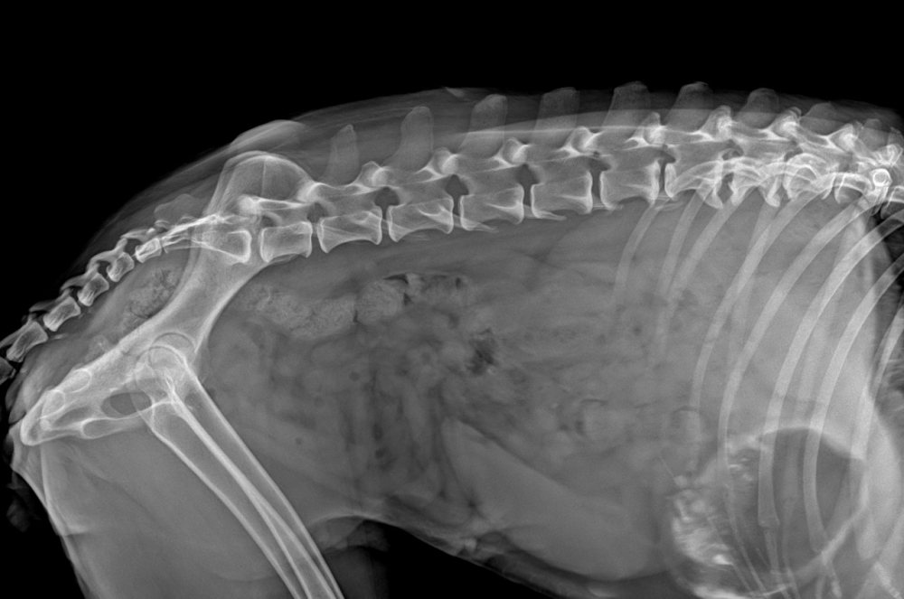 Radiografia de abdômen e coluna, vista lateral