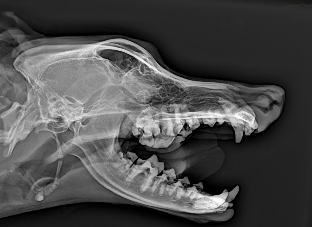 Radiografia de crânio, vista lateral