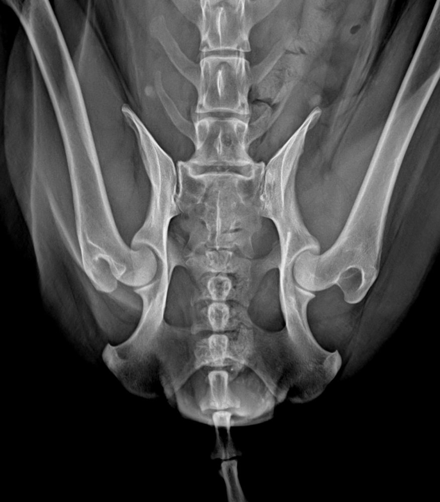 Radiografia de pelve, vista ventrodorsal