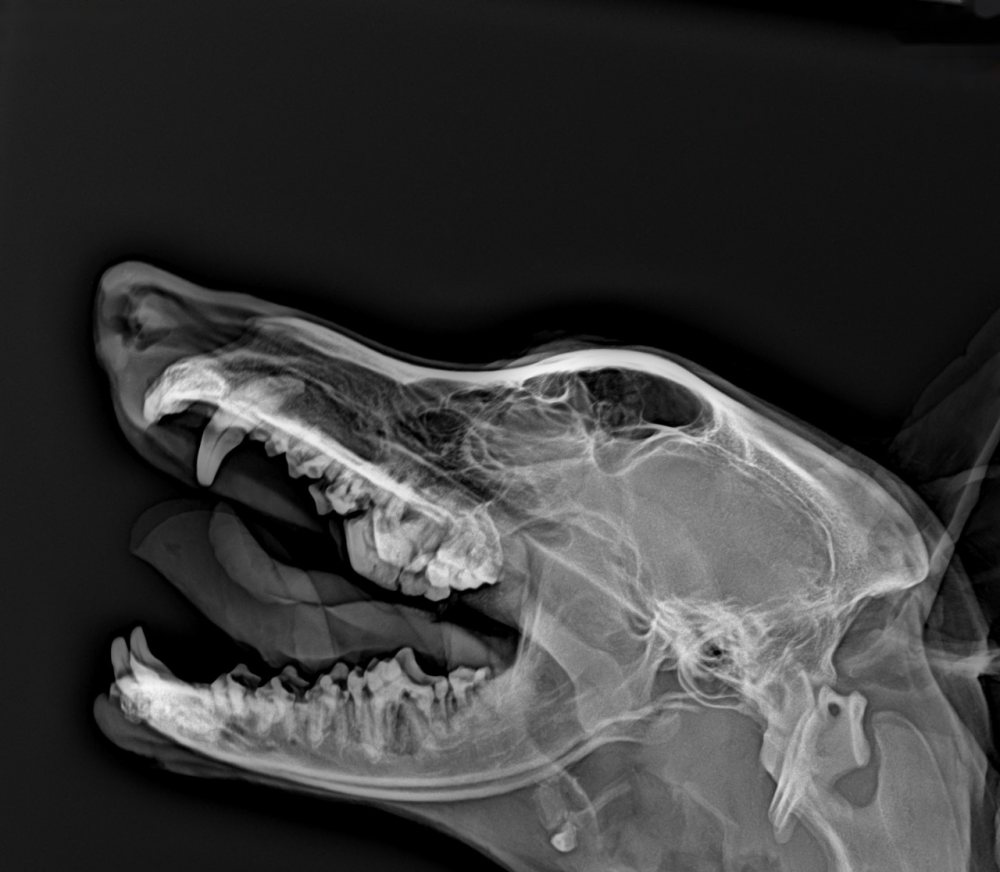 Radiografia de crânio, vista lateral