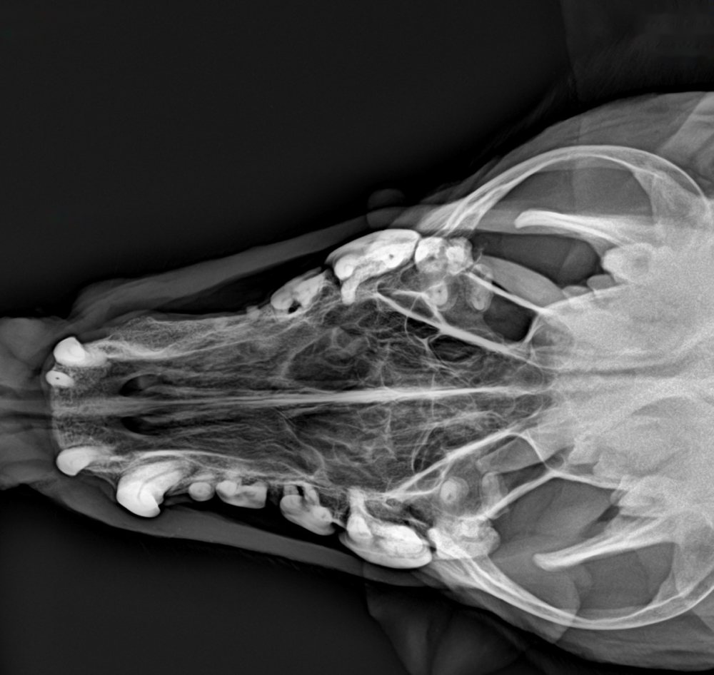 Radiografia de crânio, vista ventrodorsal